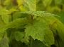 Acer pensylvanicum